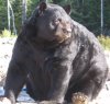 gillflare bear.jpg