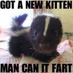 New Kitten.jpg