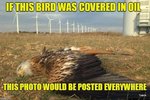 Eagle.jpg