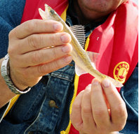 fishsticks